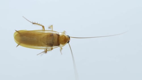 Cockroach on White Background