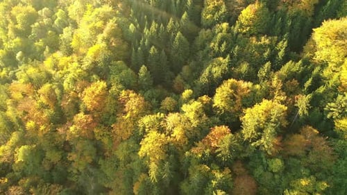 Autumn Forest