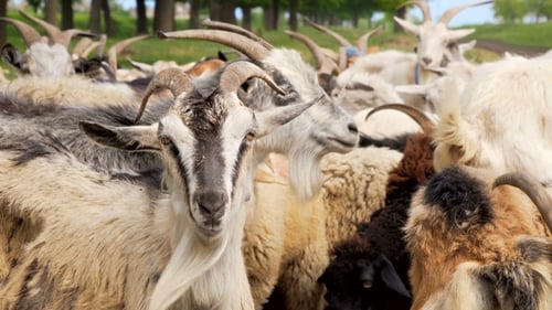 Herd of Goats Gathering in Rural Farmland