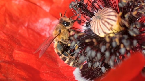 Biene arbeitet an Mohnblume in