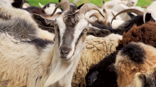 Herd of Goats on a Farm in Daytime