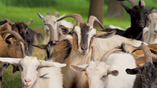 Herd of Goats Gathered in a Grassy Field