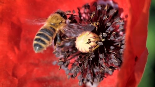 Bee Collects Pollen from Vibrant Red Flower
