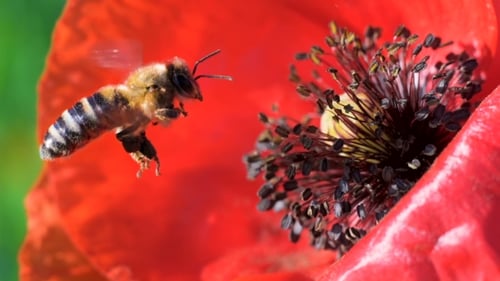 Biene sammelt Nektar aus Mohnblume