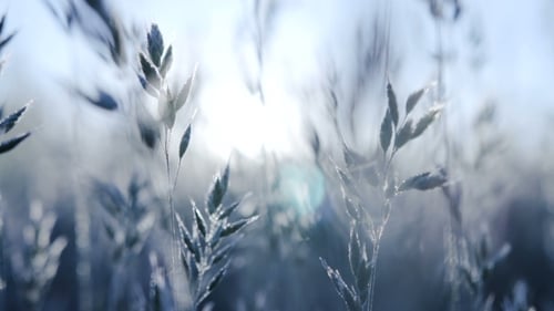Blades of Grass Swaying in the Sunlight