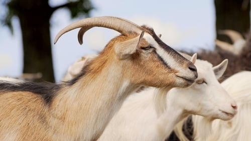 Goats Grazing Peacefully in Rural Farmland