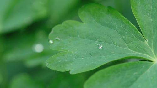 Aquilegia Leaf with Raindrops