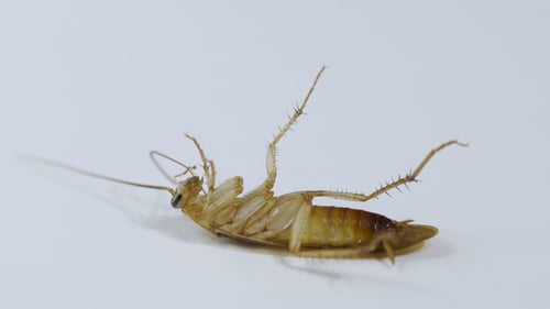 Dead Cockroaches Nest. Cockroaches Die As a Dense Nest and Some One Cockroach Walking
