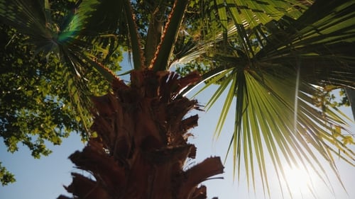 The Rays of the Sun Shine Through the Green Leaves of the Palm. Against the Blue Sky
