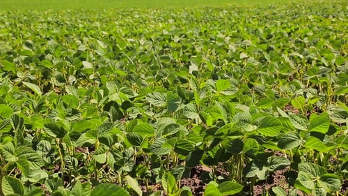 Soybean Field Just Sprouted Soy in a Field with Green Leaflets
