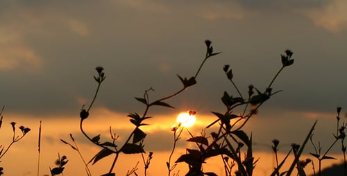 Grass Silhouette At Sunset