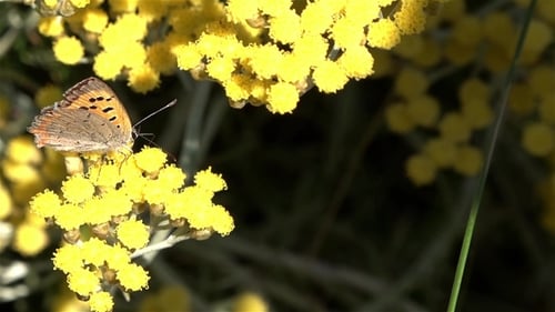 of the Blackleg Tortoiseshell or Large Tortoiseshell (Nymphalis Xanthomelas) , a Butterfly of the