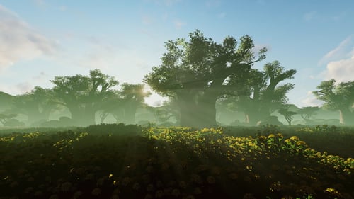 Misty Baobab Trees and Yellow Flowers at Sunrise