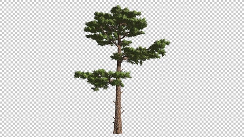 Pine Tree