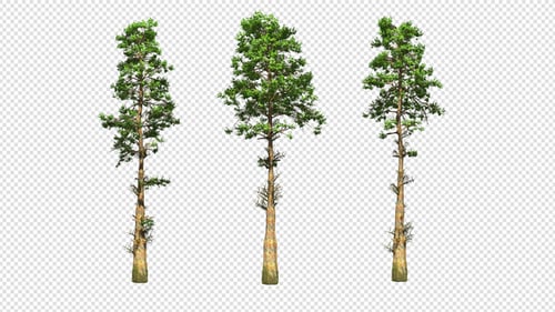 3 Species Of Pine