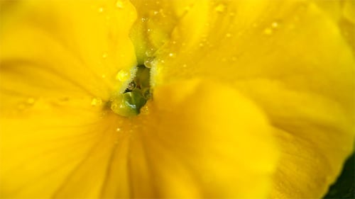 Rain flower petal macro