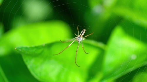 Spinne webt ein Netz
