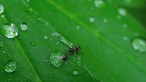 Ant and Aphid