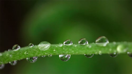 Green Stem with Sparkling Water Droplets Close Up