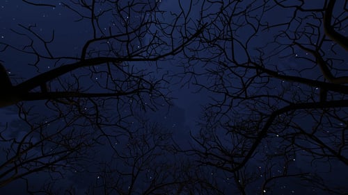 Night Sky Through Bare Trees with Sparkling Particles Animation