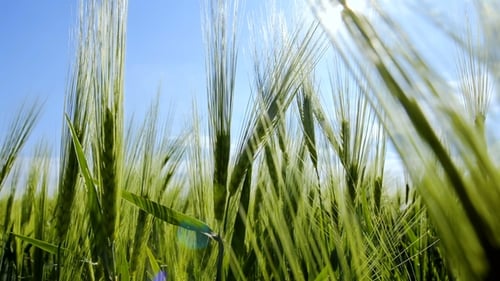 Wheat Field