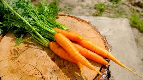 Ernten Sie Karotten im Garten