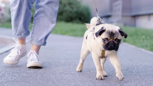 Pug Puppy Walking with Owner Cute Funny Pug Dog Runs Along the Road at Summer in Park Pug Owner
