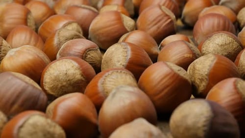 Pile of Raw Hazelnuts in Shells, Close Up