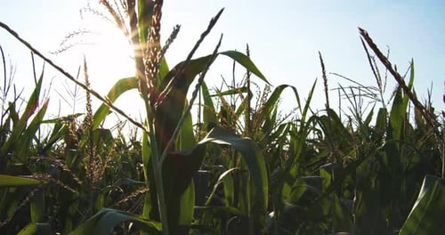Kameras durch das Maisfeld bei strahlendem Sonnenschein