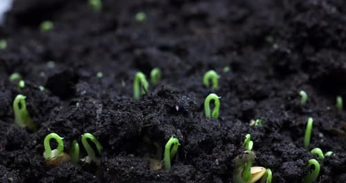 Pant Growth or Sprouts Sprouting From the Ground Plant Life Timelapse