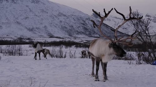 Reindeer with large antlers, Arctic, Norway