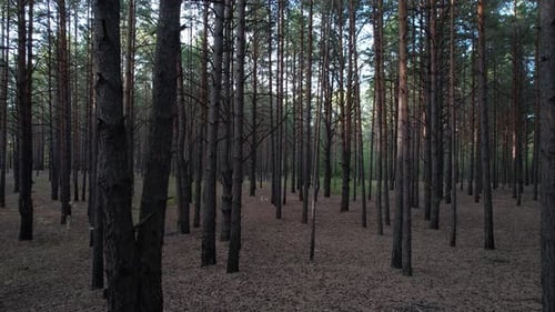 Durch den Wald neben den Pinien