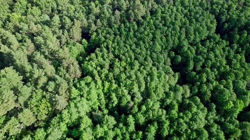Trees Top View Forest Background