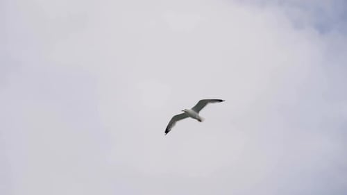 Seagull Flying Freely in a Cloudy Sky