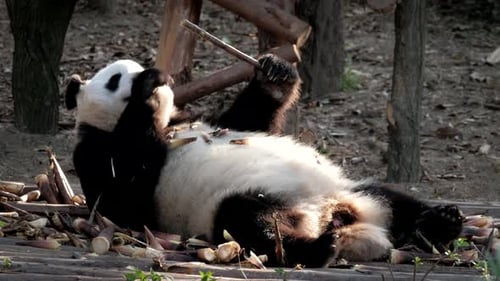 Panda Bear Lying Down and Eating Bamboo