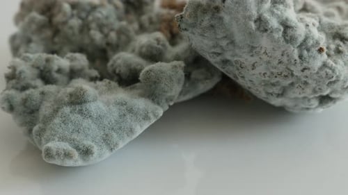 Mold Growth Close-Up on a White Surface