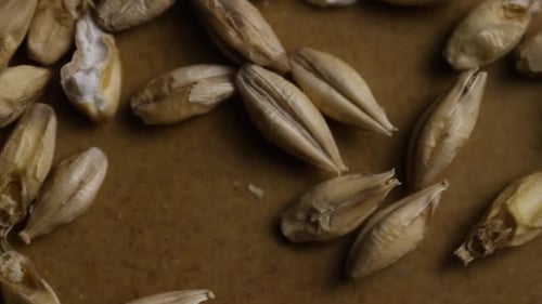 Tiro rotativo de cevada e outros ingredientes de fabricação de cerveja