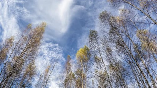 Birken mit Wolken 2