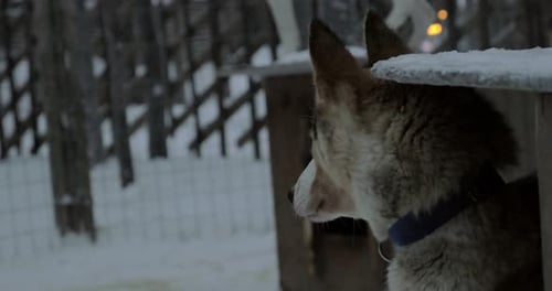 Husky Dog Standing on Wooden Platform in the Snow