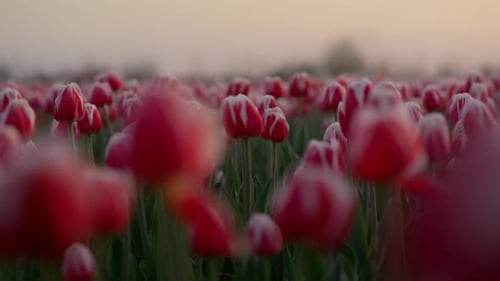 View of Blooming Flower Field in Springtime