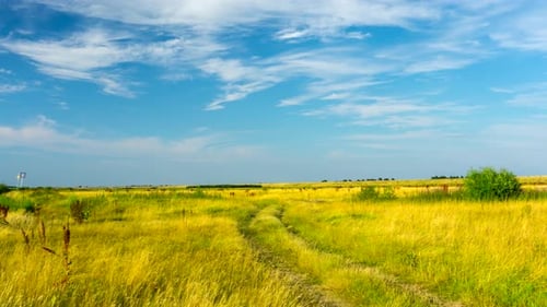 Meadow on the banks of the Vistula river