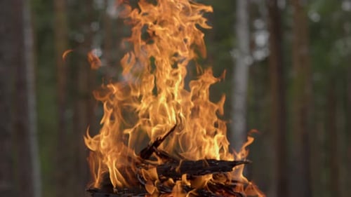 Close Up on Cozy Flame of Fire Outside in Forest. Relaxing Scenery with Campfire