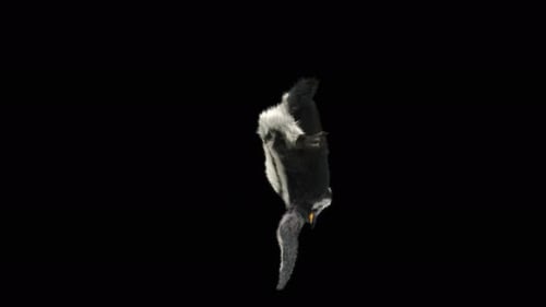 Penguin Dancing 4K
