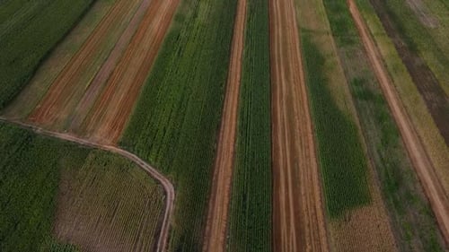 Shapes On Field Aerial View, Agriculture