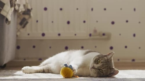 Cat Plays with Toy on Floor