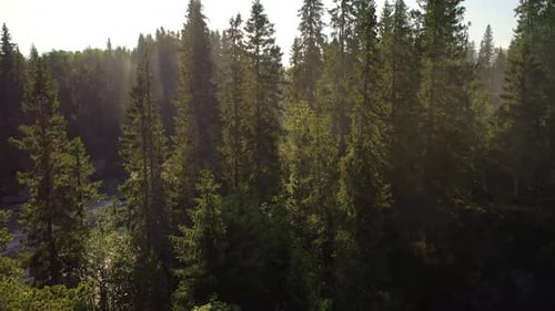 Sunlit Forest Canopy from Aerial View
