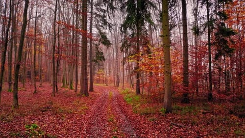 Sentier pédestre dans la forêt d'automne. Vue aérienne de la faune, Pologne.