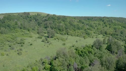 Look at the green summer forest from above