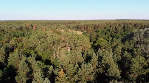 Luftaufnahme auf Pine Forest. Holzpark mit grünen Bäumen. Ansicht von oben