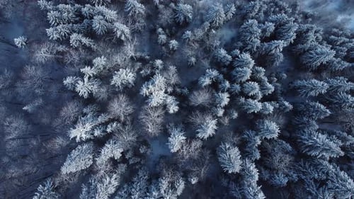 Down To The Snowy Forest